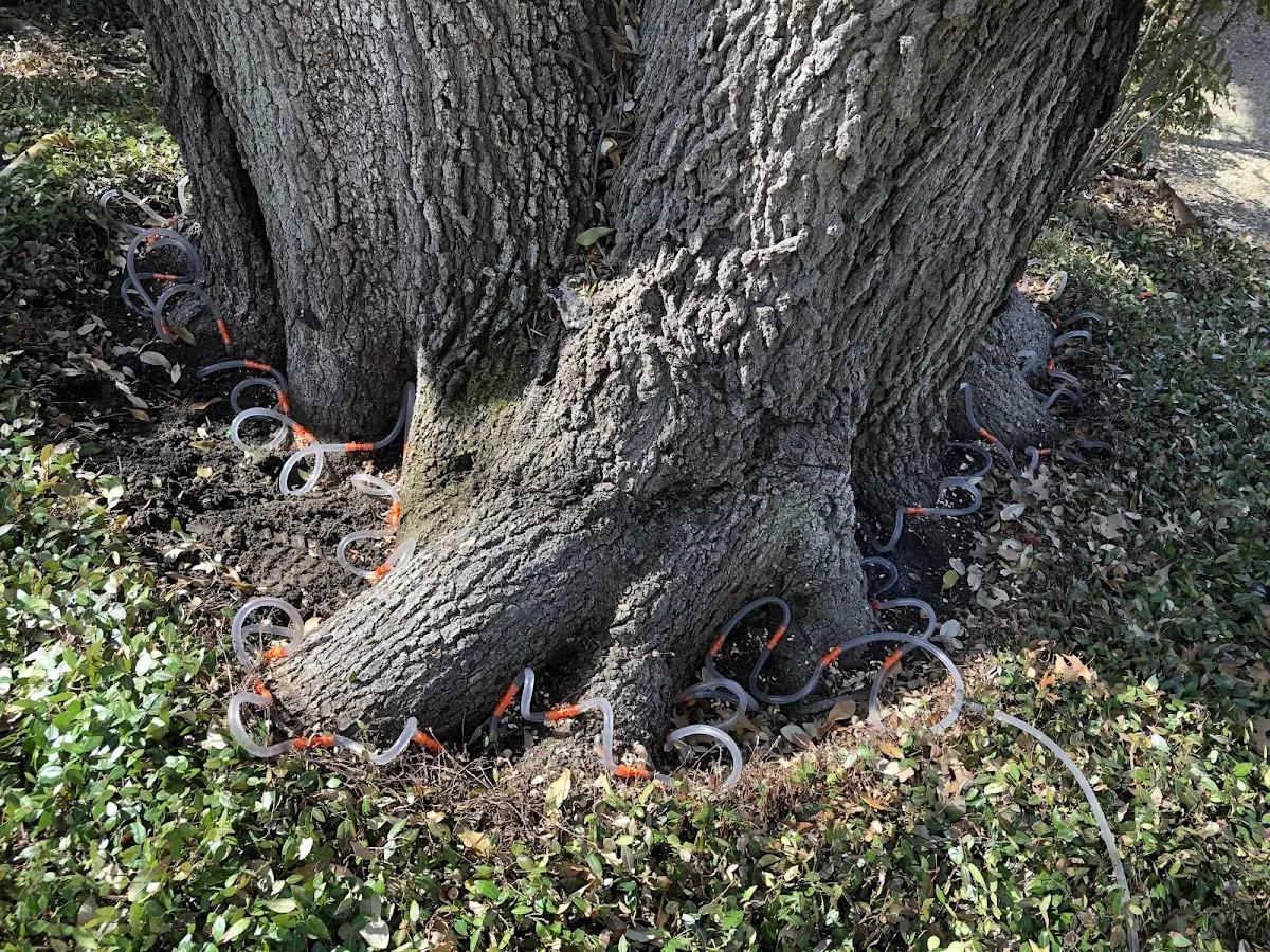 Detailed Shrub and Hedge Trimming job site in Ladonia