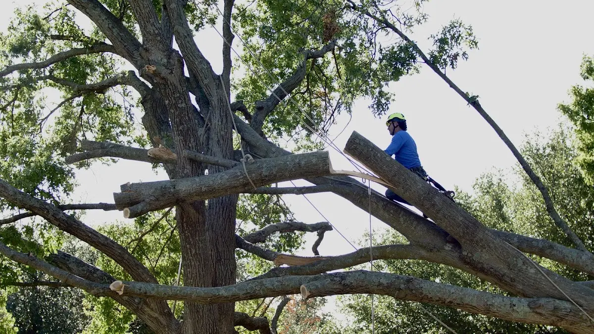 Professional Hazardous Tree Removal performed by certified arborists in Ladonia